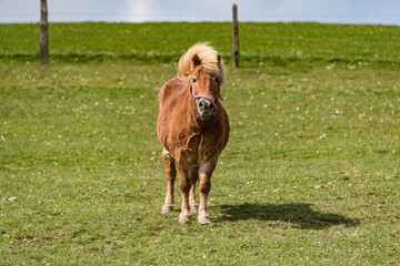 young pony on meadow in germany