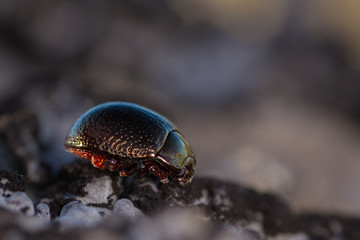 Beetle photographed in their natural environment.