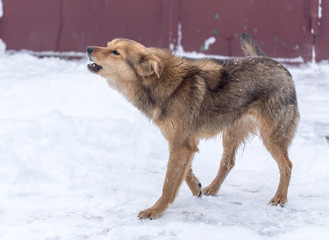 Naklejka premium dog barking outdoors in winter