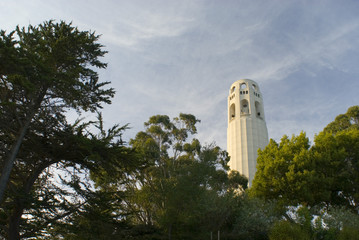 Fototapeta premium coit tower trees