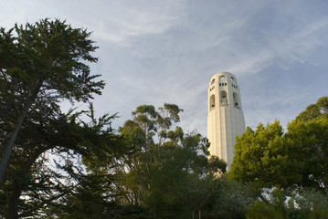 coit tower trees