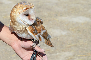 the Barn Owl
