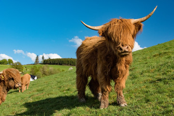 cattle on meadow in sauerland, germany