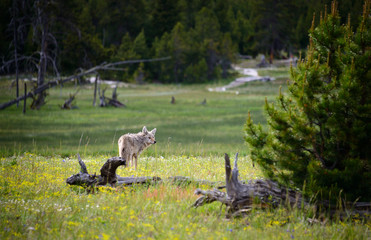 Yellowstone National Park