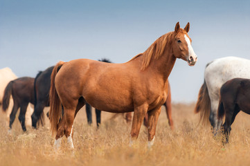 Red mare on autumn pasture