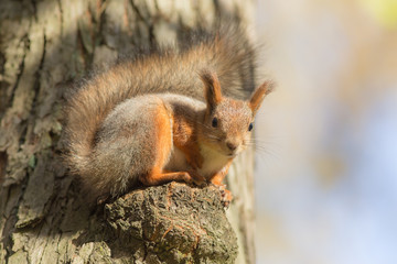 Naklejka na ściany i meble curious squirrel on a tree