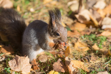 squirrel eating a nut closeup