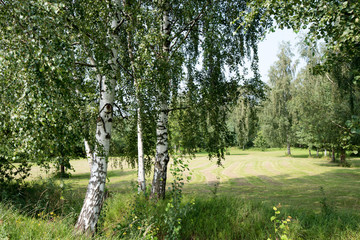 Obraz premium Natural summer landscape: birch grove, cut meadow/field with trees, blue sky with white clouds. Sunny day. Place for text.