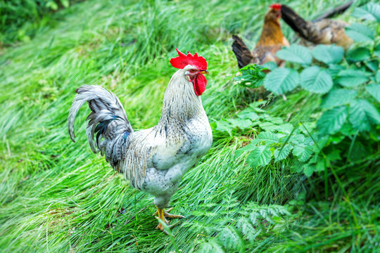 Rooster on a farm, closeup view