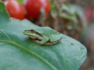 Green Frog on the Leaf