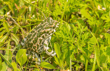 Big green toad hiding in spring grass