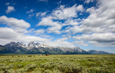 Fototapeta premium Grand Teton National Park
