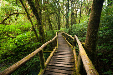 Jungle landscape. Wooden bridge at misty tropical rain forest. Travel background at Doi Inthanon...
