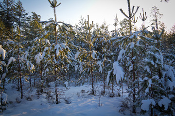 Хвойный лес под зимней шапкой © vasilaleksandrov