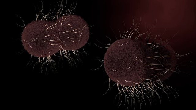 Neisseria gonorrhoeae bacterium. Bacteria causes of gonorrhea disease.

