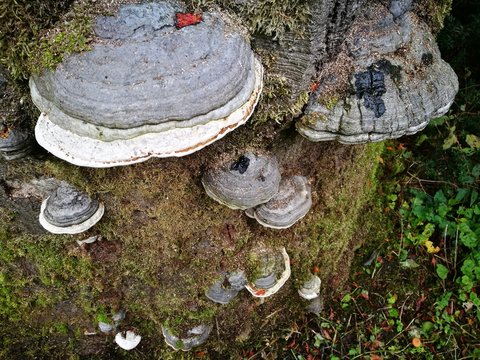 Alter, mit Moss &uuml;berwucherter Baumstamm mit dem echten Zunderschwamm in freuer Natur im Weberpark in Oerlinghausen bei Bielefeld am Hermannsweg im Teutoburger Wald in Ostwestfalen-Lippe