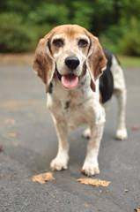 Beagle