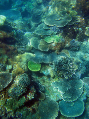 Fototapeta na wymiar Plate Corals