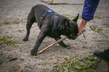 walking the dog French Bulldog. Male host plays with his pet on the street in the yard with a stick