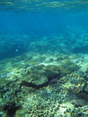 Fototapeta na wymiar Coral Landscape