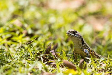 Butterfly Lizard.