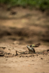 Butterfly Lizard.