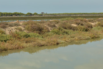 Fototapeta na wymiar paisaje de marismas y aves en las salinas del guadalquivir 