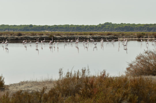 paisaje de marismas y aves en las salinas del guadalquivir 