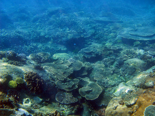 Naklejka na ściany i meble Coral Seascape