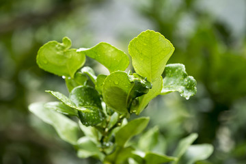 Bergamot leaves on Tree