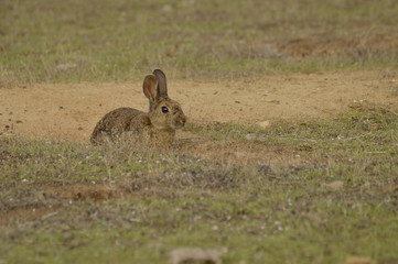 conejo en las marismas del guadalquivir 