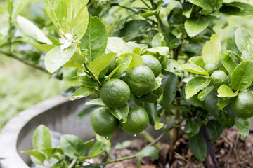 fresh lemon , agriculture