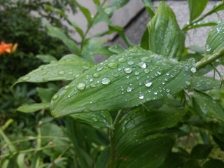 Drops of rain on leaf