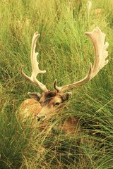 Hirsch in hohem Grass liegend