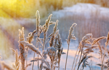 Winter scene .Frozenned flower .pine forest and sunset