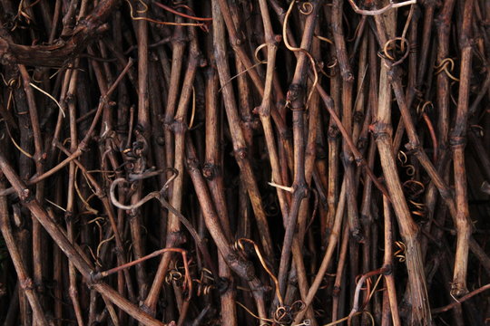 Sarmientos h&uacute;medos 