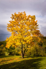 Fototapeta premium Autumn Fall Season Changing Leaves Contrast Single Tree Alone Fo