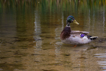 Duck Mallard Floating Standing Swimming Shallow Water Pond Lake