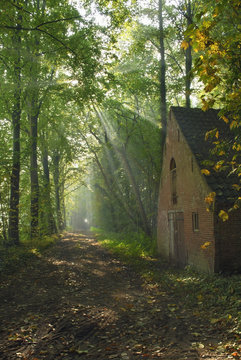 Old house beside a forest path illuminated by the sun
