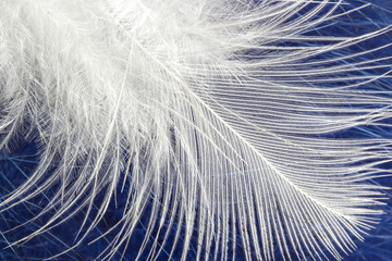 Blurred white soft fluffy feather  backgroud