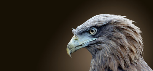 Fototapeta premium The head of an eagle bird isolated on a brown background.