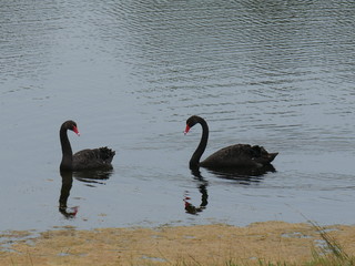 Black Swan reflected in the water