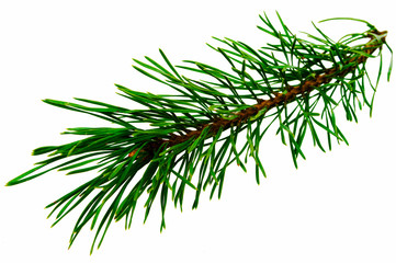 pine branch on a white background