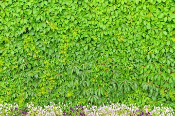 Wall of leaves and a flower bed