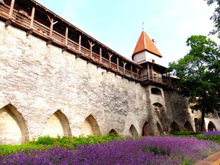 Old castle walls of Tallinn city, Estonia