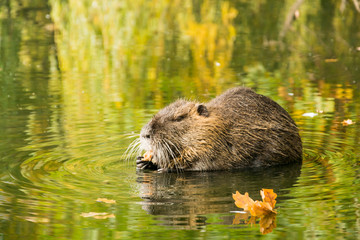 Muskrat searching for food in the marches