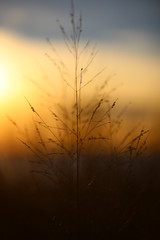 Fototapeta premium Sunset Grass