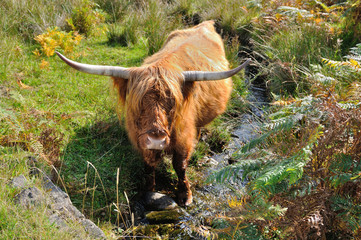 Scottish cattle