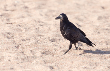 black crow on the sand