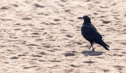 black crow on the sand